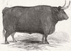 DEVON. Smithfield. Fouracre's steer-1st prize, class 1845 old antique print