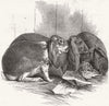 RABBITS. Prize Fancy rabbits 1845 old antique vintage print picture