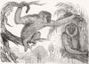 MONKEYS. Wou, silvery gibbons 1845 old antique vintage print picture