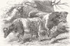 COWS. Short-horns-prize Smith; -Lord Berners 1853 old antique print picture