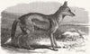 LONDON. Side-striped jackal, zoo 1870 old antique vintage print picture