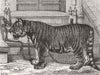 TIGERS. Regimental pet of Royal Chennai Fusiliers 1870 old antique print