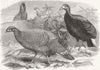 BIRDS. Pheasants 1870 old antique vintage print picture