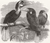 LONDON. Zoo. Hornbills 1870 old antique vintage print picture