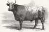 DURHAM. Poissy cows(-Charolais)ox, Tiersonnier 1863 old antique print picture