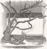 LONDON. Boa constrictor swallowing blanket, zoo 1851 old antique print picture