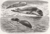 LONDON. Bladder-nosed seals, zoo 1870 old antique vintage print picture