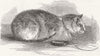 CATS. Tortoiseshell Tom cat 1851 old antique vintage print picture