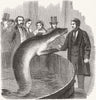 SEALS. The Talking fish 1859 old antique vintage print picture