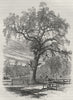 BOSTON. The Old Elm, Boston Common (Blown down 1876) 1882 antique print