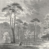 LONDON. Kensington Palace. Scotch Firs, Gdns 1880 old antique print picture