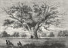 HAINAULT FOREST AND ALDBOROUGH HATCH. Fairlop Oak, 1800 1888 old antique print