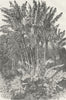 MADAGASCAR. Ravenal Trees 1880 old antique vintage print picture