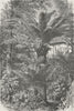 MADAGASCAR. Madagascar Dwarf Palms 1880 old antique vintage print picture