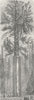 CALIFORNIA. Father of forest 1880 old antique vintage print picture