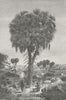 SUDAN. Doum Palm, of the Soudan 1880 old antique vintage print picture