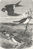 JAPAN. Birds of from native drawing 1880 old antique vintage print picture