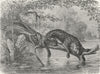 VENEZUELA. Jaguar fishing, banks of Orinoco 1880 old antique print picture