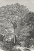 BRAZIL. Samauma Tree of Amazonian Forests 1880 old antique print picture