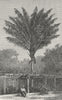 PORTUGAL. Attalea Palm-tree, Madeira 1880 old antique vintage print picture