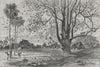 BENIN. Tree of bats, Ouidah 1880 old antique vintage print picture