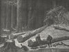 WISCONSIN. Camp in a Pine Forest 1880 old antique vintage print picture