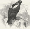 MOROCCO. Atlas mountains. Imperial eagle 1880 old antique print picture