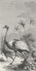 BIRDS. South America. American Ostrich 1880 old antique vintage print picture