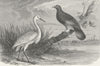 NEW CALEDONIA. Caledonian Heron & Notu Pigeon 1880 old antique print picture