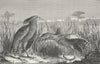 NEW CALEDONIA. Kagou(Rhinochoetus jubatus) 1880 old antique print picture