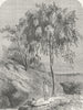 AUSTRALIA. Bush Queensland. Metrosideros Trees  1880 old antique print picture