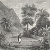 POLYNESIA. Vegetation of Tahiti 1880 old antique vintage print picture