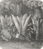 MEXICO. Lagoon, Tierra Caliente 1880 old antique vintage print picture