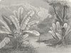 MEXICO. Stream, Savanna Region 1880 old antique vintage print picture