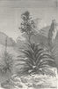 MEXICO. Agaves in Bloom 1880 old antique vintage print picture