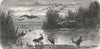 FLORIDA. Denizens of Swamp 1880 old antique vintage print picture