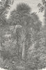 MEXICO. In the Jungle near Rio 1880 old antique vintage print picture
