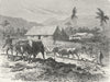 SOUTH AFRICA. African Colony. Farm, Tugela Thorns 1880 old antique print