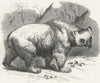 INDIA. Naturalist, NW Provinces. Brown Bear 1880 old antique print picture
