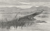 SOUTH AFRICA. African Colony. Crocodile 1880 old antique vintage print picture