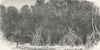 SOUTH AFRICA. Haunt of buffalo 1880 old antique vintage print picture