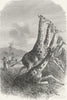 SOUTH AFRICA. African Colony IV. Hunting giraffe 1880 old antique print