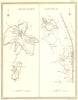 MAIDSTONE SANDWICH. Town Plan. Creighton Walker 1837 old antique map chart