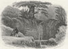 SUSSEX. Dripping Well, Fairlight. Newman 1860 old antique print picture