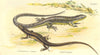 REPTILES. 1 Sand Lizard; 2 Viviparous c1860 old antique vintage print picture