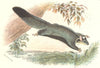 RODENTS. Squirrel flying-phalanger c1860 old antique vintage print picture