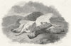 BIRDS. Ptarmigan 1832 old antique vintage print picture