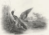 BIRDS. The Stricken Mallard-Turner c1830 old antique vintage print picture