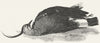 BIRDS. The Pee-Wit 1828 old antique vintage print picture