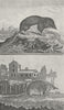 RODENTS. The Shren mice 1800 old antique vintage print picture